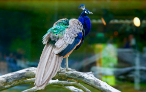 burung-merak 36 senarai